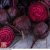 Thompson & Morgan Beetroot 'Morello'