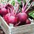 Beetroot 'Rubidus' (Globe)