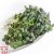 Thompson & Morgan Microgreens Mizuna Red Empire F1