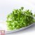 Thompson & Morgan Microgreens Mizuna CN Mizuna