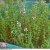 Thompson & Morgan Herb Thyme Olde English