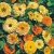 Thompson & Morgan Calendula Art Shades