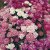 Thompson & Morgan Candytuft Dwarf Fairy Mixed