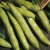 Thompson & Morgan Broad Bean Aquadulce Claudia