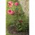 Smart Garden Gro-Hoops 30cm with 55cm Legs (Pack of 2)