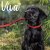 Ancol Viva Slip Rope Lead Reflective - Red 1.5m x 12mm