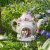Elvedon Solar Powered Fairy Flowerpot