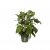 Elho Green Basics Growpot 13cm Leaf Green