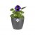 Elho Brussels Round Mini 12.5cm Anthracite Plant Pot