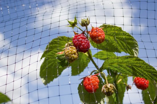 Ambassador Fruit Cage Black Net 16m x 2m